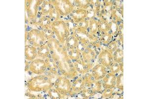 Immunohistochemistry of paraffin-embedded mouse kidney using MOCS3 antibody. (MOCS3 Antikörper  (AA 271-460))