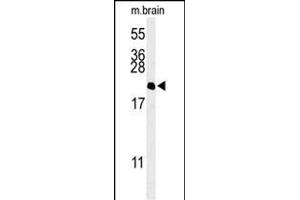 Western blot analysis of NP1L5 Antibody (center) (ABIN653700 and ABIN2843018) in mouse brain tissue lysates (35 μg/lane). (NAP1L5 Antikörper  (AA 82-111))