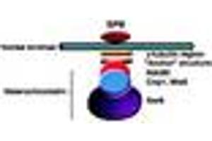 Image no. 1 for anti-Swi6 (AA 314-328) antibody (ABIN300036) (Swi6 (AA 314-328) Antikörper)