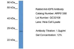 Western Blotting (WB) image for anti-Eukaryotic Translation Initiation Factor 6 (EIF6) (N-Term) antibody (ABIN2774313) (EIF6 Antikörper  (N-Term))