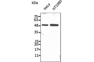 Western Blotting (WB) image for anti-Protein Disulfide Isomerase Family A, Member 6 (PDIA6) (C-Term) antibody (ABIN7272986) (PDIA6 Antikörper  (C-Term))