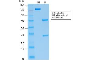 SDS-PAGE Analysis Purified PAX5 Mouse Recombinant Monoclonal Antibody (rPAX5/2060). (Rekombinanter PAX5 Antikörper)