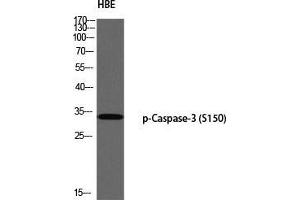 Western Blot (WB) analysis of HBE using p-Caspase-3 (S150) antibody. (Caspase 3 Antikörper  (pSer150))