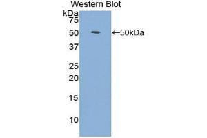 Western Blotting (WB) image for anti-Fibroblast Growth Factor 1 (Acidic) (FGF1) (AA 1-155) antibody (ABIN3209670) (FGF1 Antikörper  (AA 1-155))