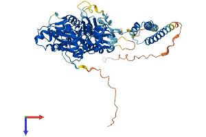 ACTR5 Protein (AA 1-605) (His tag)