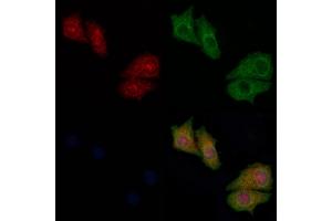 ABIN6259807 and ABIN6276801 staining Hela cells by IF/ICC.