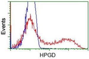 HEK293T cells transfected with either RC204160 overexpress plasmid (Red) or empty vector control plasmid (Blue) were immunostained by anti-HPGD antibody (ABIN2454273), and then analyzed by flow cytometry. (HPGD Antikörper)