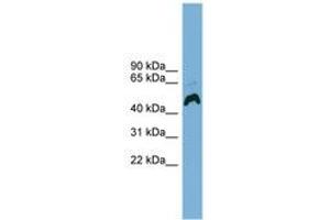 Image no. 1 for anti-ATPase, H+ Transporting, Lysosomal Accessory Protein 1 (ATP6AP1) (AA 251-300) antibody (ABIN6744790)