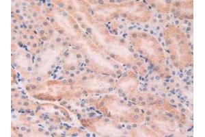 IHC-P analysis of Mouse Kidney Tissue, with DAB staining. (XDH Antikörper  (AA 231-416))