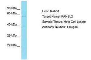 KANSL2 anticorps  (AA 35-84)