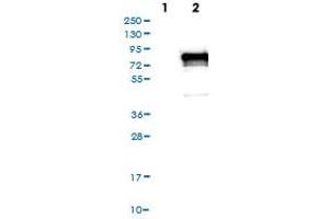 Western Blot (Cell lysate) analysis of (1) Negative control (vector only transfected HEK293T lysate), and (2) Over-expression lysate (Co-expressed with a C-terminal myc-DDK tag (~3. (PDZK1 Antikörper)