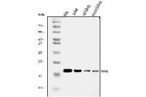 Western blot analysis of EIF5A using anti-EIF5A antibody (ABIN7599674).