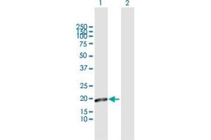 Western Blot analysis of MTP18 expression in transfected 293T cell line by MTP18 MaxPab polyclonal antibody. (Mtfp1 Antikörper  (AA 1-166))