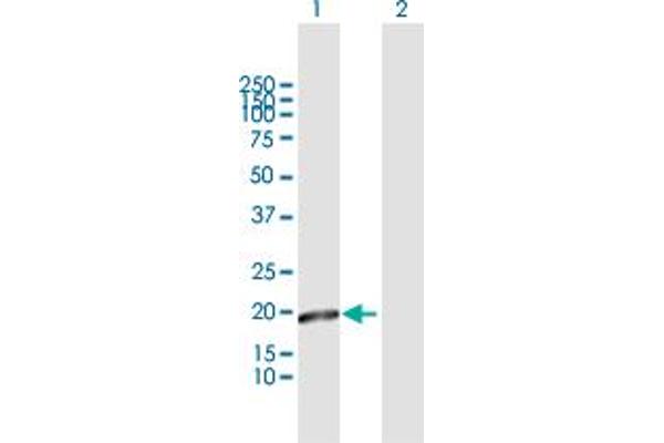 Mtfp1 antibody  (AA 1-166)
