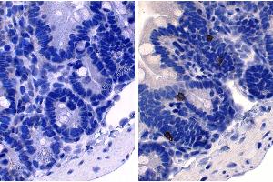 Paraffin embedded mouse small intestine section was stained with Rat Anti-Mouse IgE-UNLB followed by an HRP conjugated secondary antibody, DAB, and hematoxylin. (Ratte anti-Maus IgE Antikörper (Biotin))