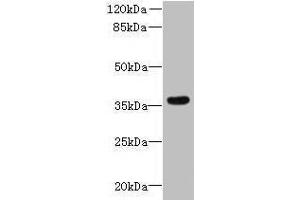 Western blot All lanes: ZDHHC12 antibody at 0. (ZDHHC12 Antikörper  (AA 121-197))