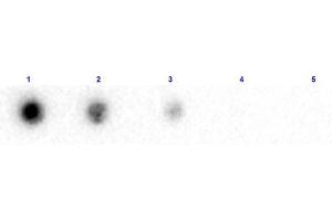 Dot Blot results of Rabbit Anti-Beta 2 Microglobulin Biotin Conjugated. (beta-2 Microglobulin Antikörper  (Biotin))