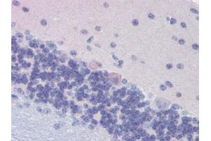 Mouse Brain, Cerebellum (formalin-fixed, paraffin-embedded) stained with GNAO1followed by biotinylated goat anti-rabbit IgG secondary antibody, alkaline phosphatase-streptavidin and chromogen. (G Protein alpha 0 (AA 345-354) Antikörper)