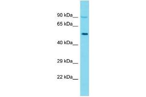 Western Blotting (WB) image for anti-Keratin 26 (KRT26) (C-Term) antibody (ABIN2791627) (Keratin 26 Antikörper  (C-Term))