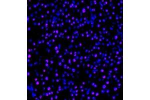 Immunofluorescence of paraffin embedded mouse pancreas using PP4R2 (ABIN7075284) at dilution of 1:1000 (400x lens) (PPP4R2 Antikörper)