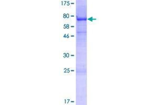 VSIG1 Protein (AA 1-387) (GST tag)