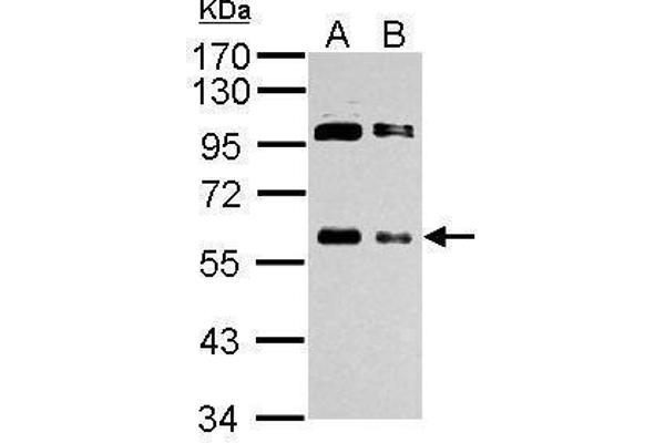 c-MYC anticorps  (Center)