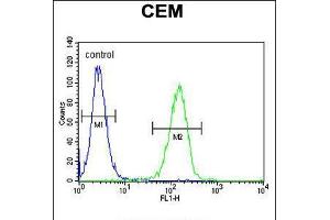 Flow cytometric analysis of CEM cells (right histogram) compared to a negative control cell (left histogram). (FAM105B Antikörper  (AA 99-128))