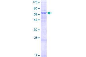 Image no. 1 for T Cell Receptor alpha Locus (TRA) (AA 1-296) protein (GST tag) (ABIN1323482) (TCR alpha Protein (AA 1-296) (GST tag))