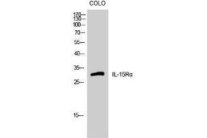 Western Blotting (WB) image for anti-Interleukin 15 Receptor, alpha (IL15RA) (Internal Region) antibody (ABIN3185159)