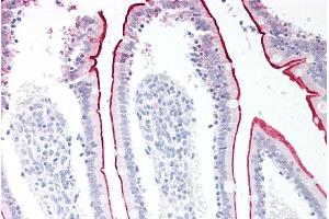ABIN185111 (5µg/ml) staining of paraffin embedded Human Small Intestine.