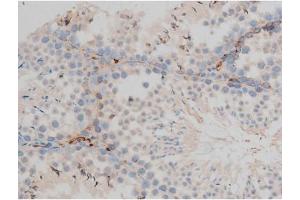 ABIN6267399 at 1/200 staining Mouse testis tissue sections by IHC-P. (CREB1 Antikörper  (pSer142))