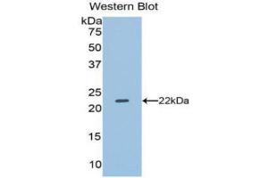 Western Blotting (WB) image for anti-Dual Specificity Phosphatase 3 (DUSP3) (AA 2-185) antibody (ABIN1077979) (Dual Specificity Phosphatase 3 (DUSP3) (AA 2-185) Antikörper)