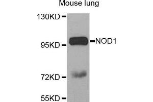Western blot analysis of extracts of Mouse lung tissue, using NOD1 antibody.