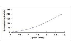 C3 ELISA Kit