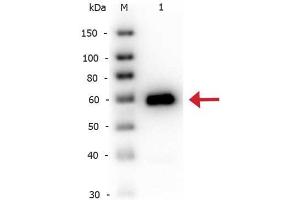 Western Blot of Rabbit anti-Alkaline Phosphatase antibody Biotin Conjugated.