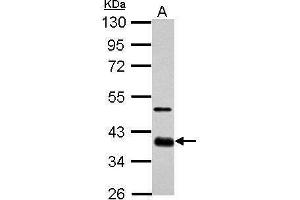 WB Image Sample (30 ug of whole cell lysate) A: GL261 10% SDS PAGE antibody diluted at 1:1000