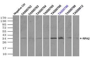 Image no. 8 for anti-Replication Protein A2, 32kDa (RPA2) antibody (ABIN1500736)