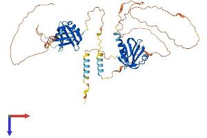 DOK3 Protein (AA 1-496) (His tag)