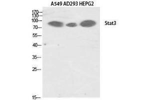 Western Blotting (WB) image for anti-Signal Transducer and Activator of Transcription 3 (Acute-Phase Response Factor) (STAT3) (Tyr1222) antibody (ABIN3187081) (STAT3 Antikörper  (Tyr1222))