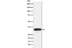 Western blot analysis of Syntaxin 3 expression in HepG2 cell lysate.