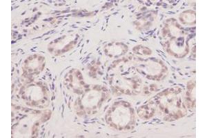 Image no. 1 for anti-Vascular Endothelial Growth Factor A (VEGFA) antibody (ABIN181548) (VEGFA Antikörper)