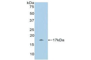 Detection of Recombinant UCN3, Human using Polyclonal Antibody to Urocortin 3 (UCN3) (UCN3 Antikörper  (AA 22-161))