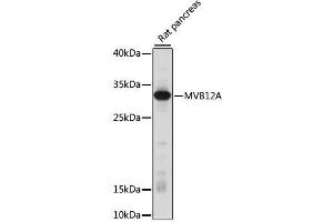 Western blot analysis of extracts of Rat pancreas using MVB12A Polyclonal Antibody at dilution of 1:1000.