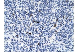 Serotonin receptor 3B antibody was used for immunohistochemistry at a concentration of 4-8 ug/ml to stain Spleen cells (arrows) in Human Spleen. (Serotonin Receptor 3B Antikörper)
