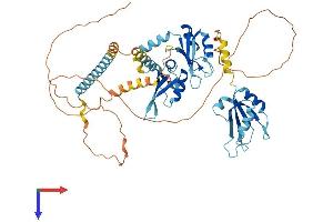 PUF60 Protein (AA 1-564) (His tag)