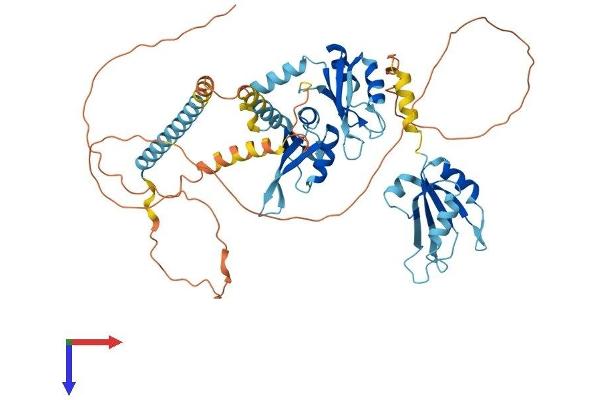 PUF60 Protein (AA 1-564) (His tag)