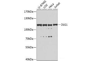 DLG1 Antikörper