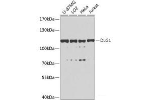Western blot analysis of extracts of various cell lines using DLG1 Polyclonal Antibody at dilution of 1:1000. (DLG1 Antikörper)