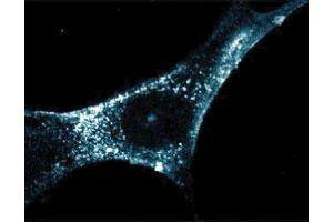 Immunofluorescent staining of WI38 cells. (Flotillin 2 Antikörper  (AA 122-379))