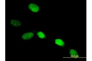 Immunofluorescence of purified MaxPab antibody to SOX13 on HeLa cell. (SOX13 Antikörper  (AA 1-622))